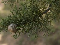 Cupressus sempervirens 5, Saxifraga-Willem van Kruijsbergen