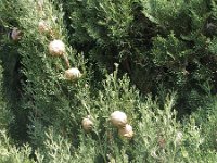 Cupressus sempervirens 6, Saxifraga-Jasenka Topic