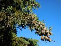 Cupressus sempervirens 7, Saxifraga-Ed Stikvoort