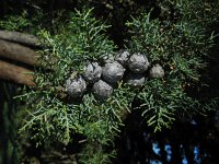 Cupressus sempervirens 8, Saxifraga-Ed Stikvoort