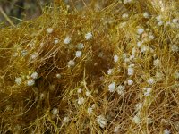 Cuscuta approximata 2, Saxifraga-Ed Stikvoort