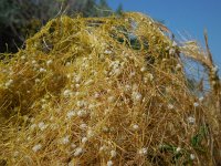 Cuscuta approximata 4, Saxifraga-Ed Stikvoort