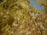 Cuscuta approximata 5, Saxifraga-Ed Stikvoort