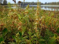 Cuscuta campestris 18, Veldwarkruid, Saxifraga-Ed Stikvoort