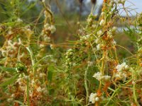 Cuscuta campestris 19, Veldwarkruid, Saxifraga-Ed Stikvoort