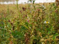 Cuscuta campestris 22, Veldwarkruid, Saxifraga-Ed Stikvoort