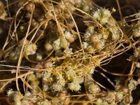 Cuscuta campestris 6, Veldwarkruid, Saxifraga-Peter Meininger