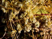 Cuscuta campestris 7, Veldwarkruid, Saxifraga-Peter Meininger