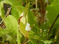 Cuscuta epilinum 2, Vlaswarkruid, Saxifraga-Rutger Barendse