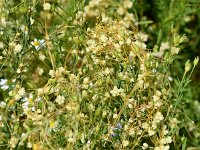 Cuscuta epilinum 5, Vlaswarkruid, Saxifraga-Sonja Bouwman  952. Vlaswarkruid - Cuscuta epilinum - Convolvulaceae familie (i)