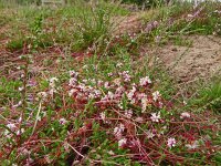 Cuscuta epithymum 46, Klein warkruid, Saxifraga-Hans Grotenhuis