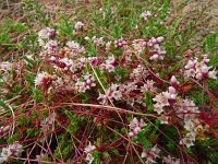 Cuscuta epithymum 47, Klein warkruid, Saxifraga-Hans Grotenhuis