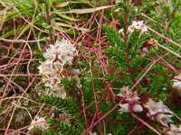 Cuscuta epithymum 48, Klein warkruid, Saxifraga-Hans Grotenhuis