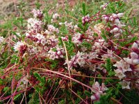 Cuscuta epithymum 49, Klein warkruid, Saxifraga-Hans Grotenhuis