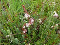 Cuscuta epithymum 50, Klein warkruid, Saxifraga-Hans Grotenhuis