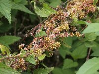 Cuscuta europaea 10, Groot warkruid, Saxifraga-Peter Meininger