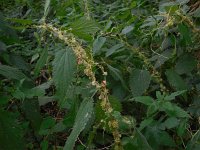 Cuscuta europaea 15, Groot warkruid, Saxifraga-Ed Stikvoort