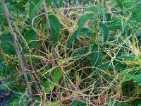 Cuscuta europaea 16, Groot warkruid, Saxifraga-Ed Stikvoort