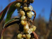 Cuscuta gronovii 10, Oeverwarkruid, Saxifraga-Ed Stikvoort