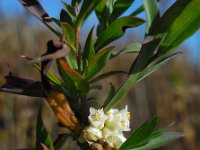 Cuscuta gronovii 11, Oeverwarkruid, Saxifraga-Ed Stikvoort