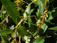 Cuscuta gronovii 3, Oeverwarkruid, Saxifraga-Rutger Barendse