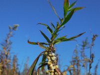 Cuscuta gronovii 6, Oeverwarkruid, Saxifraga-Ed Stikvoort