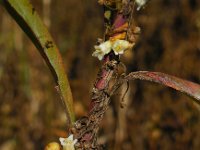 Cuscuta gronovii 9, Oeverwarkruid, Saxifraga-Ed Stikvoort