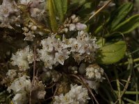 Cuscuta planiflora 5, Saxifraga-Jan van der Straaten