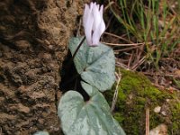 Cyclamen balearicum 4, Saxifraga-Rutger Barendse