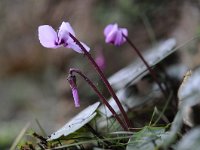 Cyclamen coum