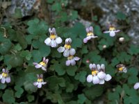 Cymbalaria microcalyx 2, Saxifraga-Jan van der Straaten