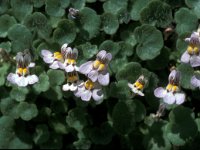 Cymbalaria microcalyx 3, Saxifraga-Jan van der Straaten