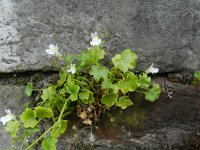 Cymbalaria muralis 10, Muurleeuwenbek, Saxifraga-Rutger Barendse