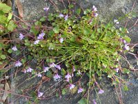 Cymbalaria muralis 13, Muurleeuwenbek, Saxifraga-Rutger Barendse