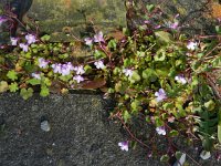 Cymbalaria muralis 14, Muurleeuwenbek, Saxifraga-Rutger Barendse