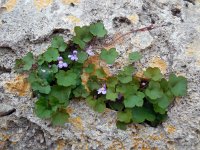 Cymbalaria muralis 15, Muurleeuwenbek, Saxifraga-Ed Stikvoort