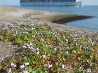 Cymbalaria muralis 16, Muurleeuwenbek, Saxifraga-Ed Stikvoort