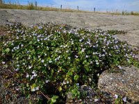 Cymbalaria muralis 17, Muurleeuwenbek, Saxifraga-Ed Stikvoort