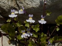 Cymbalaria muralis 2, Muurleeuwenbek, Saxifraga-Jan van der Straaten