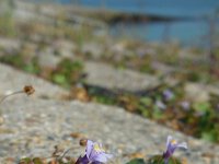 Cymbalaria muralis 20, Muurleeuwenbek, Saxifraga-Ed Stikvoort