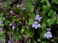 Cymbalaria muralis 22, Muurleeuwenbek, Saxifraga-Ed Stikvoort