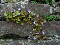 Cymbalaria muralis 23, Muurleeuwenbek, Saxifraga-Ed Stikvoort