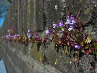 Cymbalaria muralis 24, Muurleeuwenbek, Saxifraga-Ed Stikvoort