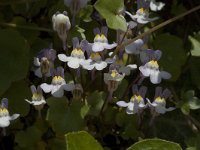 Cymbalaria muralis 3, Muurleeuwenbek, Saxifraga-Jan van der Straaten