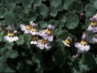 Cymbalaria muralis 31, Muurleeuwenbek, Saxifraga-Jan van der Straaten