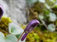 Cymbalaria pallida 2, Saxifraga-Rutger Barendse