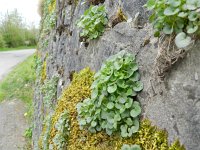 Cymbalaria pallida 3, Saxifraga-Rutger Barendse