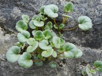 Cymbalaria pallida 4, Saxifraga-Rutger Barendse