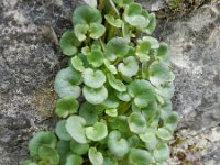 Cymbalaria pallida 5, Saxifraga-Rutger Barendse