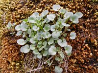 Cymbalaria pallida 6, Saxifraga-Rutger Barendse